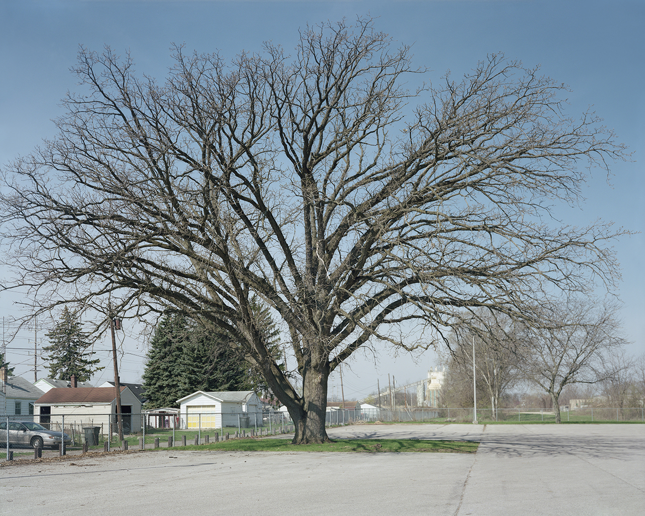 Tree, LaSalle Intermediate Academy
